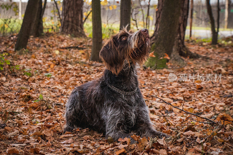 棕白色毛色波西米亚猎狗母犬躺在森林的落叶上看着她的女主人，等待离开岗位的命令。听话Cesky fousek。对于关系